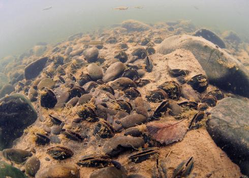 An underwater photo showing the bottom of a river and above it in the hazy water small brown fish. The river bottom is made of dark, rounded rocks, some large, some small, surrounded by pale brown sand. In the sand can be seen dozens of freshwater mussels. The mussels are oval shaped and very dark, almost black. The two halves of their shells are slightly open, showing the paler, soft flesh of the animal.