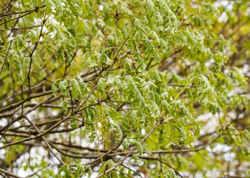 White oak showing symptoms of herbicide drift injury in mid April. Credit: Martin Kemper, Prairie Rivers Network