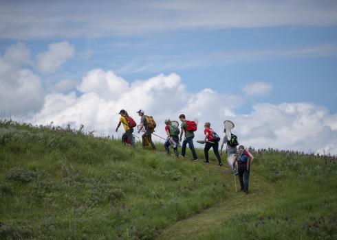 Young Nebraska Ecologists group climbs a hill in Gjerloff Prairie for Bumble Bee Atlas Surveys (c. Britton Bailey)