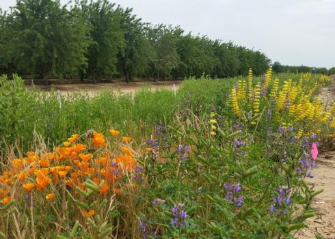 Recent research from UC Davis found that the abundant local flowering resources provided by field margin wildflower plantings helped to sustain bumble bee queen production even at sites with higher pesticide risk - Olam Orchards_CA_Pollinator Habitat_JKC_XS