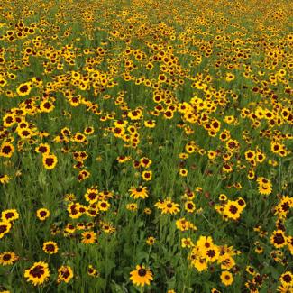A field bursting with bright yellow flowers is shown.