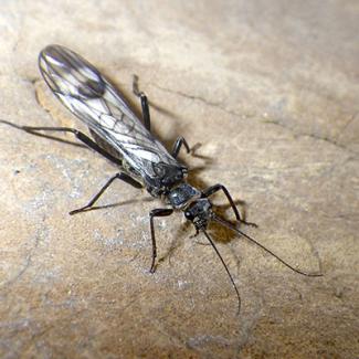 A western glacier stonefly rests on a brown rock