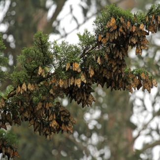 monarch cluster