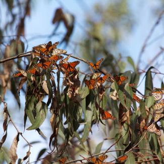 monarch cluster