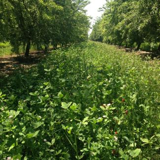 A thick bed of bright green clover blooms with red and white flowers amid rows of almond trees.