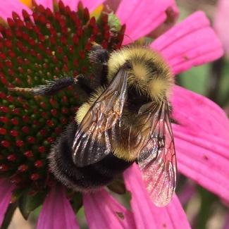 A fuzzy bee with yellow and black stripes, as well as a rust-colored patch on its back, holds tightly to a pink flower.