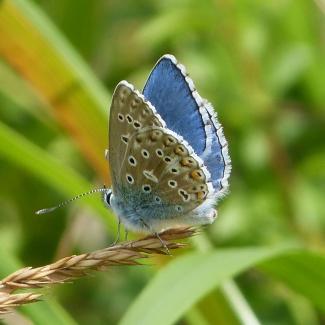 The beautiful Adonis blue butterfly perches on the end of a stalk of grass. Its wings are positioned such that the ventral and dorsal sides are shown. The inner wing is bright blue, and the outside is speckled.