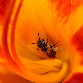 A bee is deep inside a brilliant orange-and-red flower.