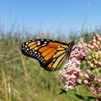 A bright orange monarch with a torn wing perches on some pink milkweed blossoms in a grassy, dry landscape.