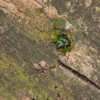 A bright metallic green bee peeking its head out of a round hole in a mossy log. Once, a beetle excavated this tunnel, on its way out from the fallen log that it had lived inside as a larva. Now, the bee has remodeled the tunnel for its nest. 