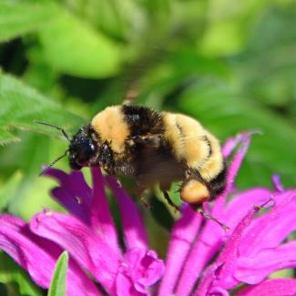 A black and yellow bumble bee on a bright pink flower