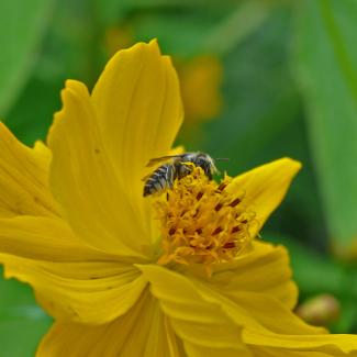 A small, dark-colored bee gathers nectar from the middle of a yellow flower