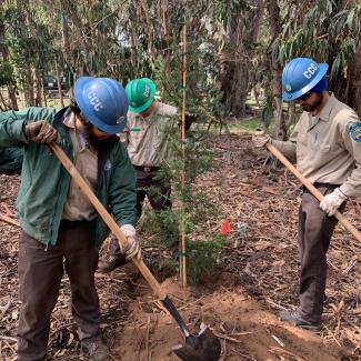 Three young men use shovels to help plant a new tree in the middle of a grove