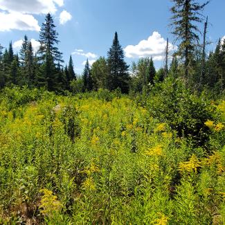 A landscape with a mass of yellow-flowered goldenrod in the foreground with dark green conifer forest behind