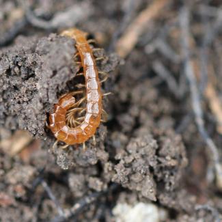 The long coiled body of a brown centipede shines against the dark soil