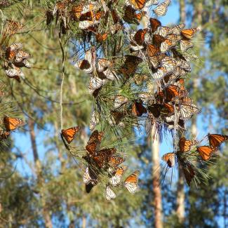 A cluster of several dozen orange-and-black monarch butterflies rest on the branches of a pine tree