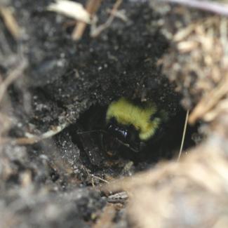 leaf litter, overwinter, bumble bee life cycle, science, conservation