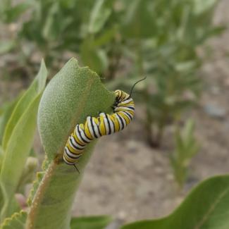 Monarch larvae on showy milkweed, roadside in Idaho.