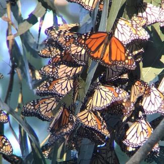Western monarchs overwintering in California 2021-2022 (Photo: Jessica Griffiths)