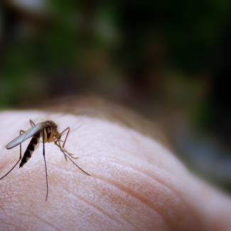 Mosquito biting person