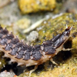 Florida intertidal firefly larva crawling on some rocks