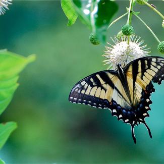 Eastern swallowtail butterfly on buttonbush