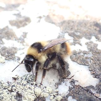 Golden-belted bumble bee