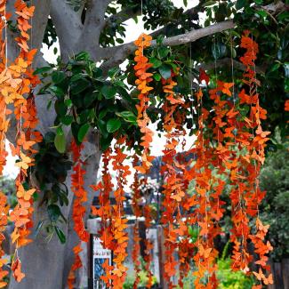Monarch Wishing Tree holding up hundreds of wooden butterflies