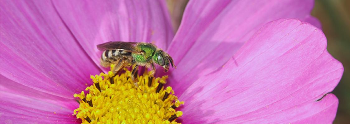 agapostemon mace vaughan