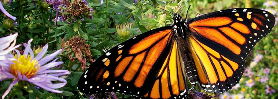 A bright orange monarch, with sunlight illuminating its wings like stained glass, perches atop an assortment of flowering plants.