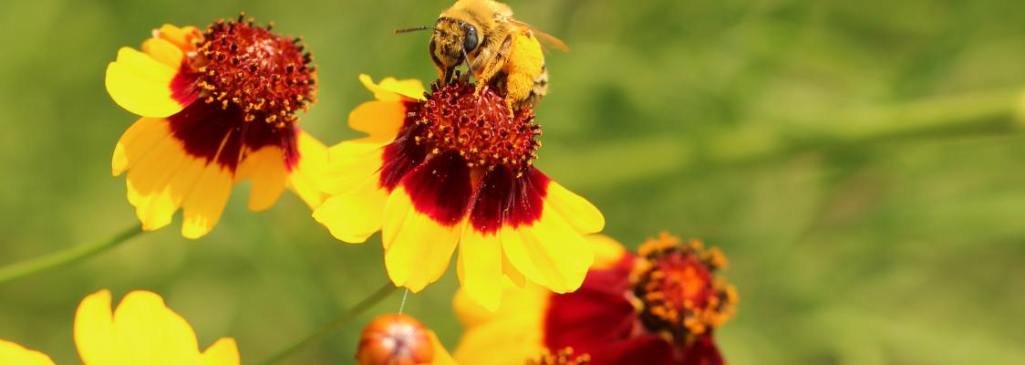 Pollinator Conservation - Xerces Society