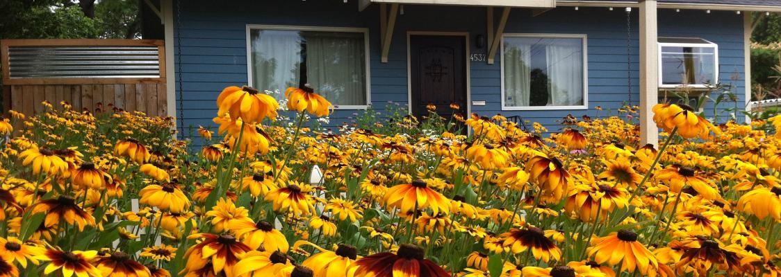 A yard bursting with yellow-petaled black-eyed Susans nearly dwarfs the blue house behind the blooms.
