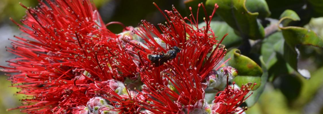 A tiny yellow-faced bee foraging on 'Ohi'a lehua, a native pollinator plant, at Hawai'i Volcanoes National Park