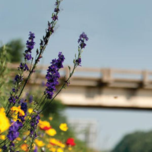 roadside flowers