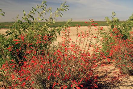 flowers in desert