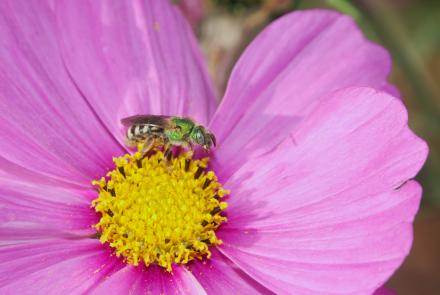 sweat bee on pink flower