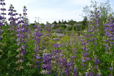 purple flowers in a field 