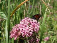 Eastern monarch butterfly on milkweed