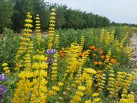 Seed mix flowering along orchard border