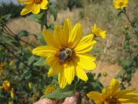 bumble bee on flower