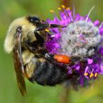 Brown-belted bumble bee (Bombus griseocollis). The bee is clinging to a purple flower in this close-up image.