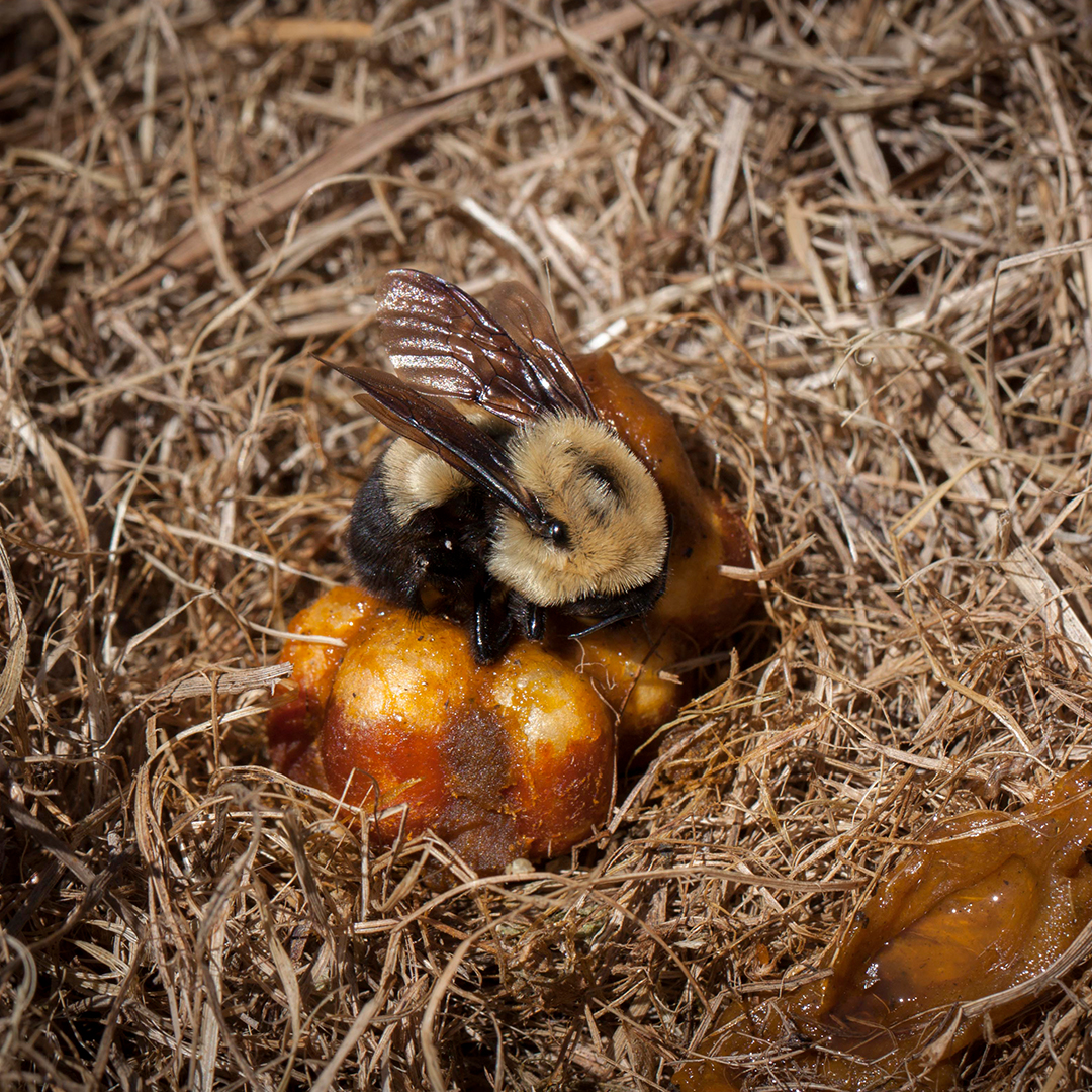 A brown-belted bumble bee within a nest