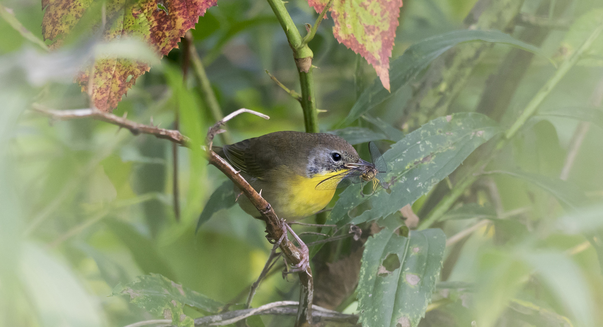 "A small bird perching between the green leaves of a tree. The bird has a bright yellow chin and breast and is dull brown on its head and back. In its mouth is a large insect."