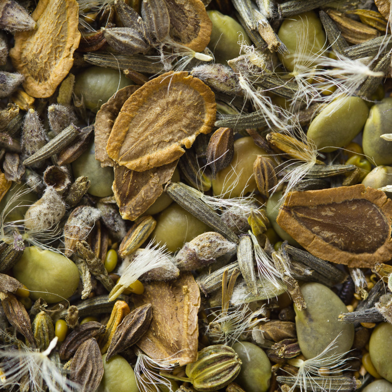 Pollinator Seed Mixes