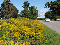 Managing Roadsides for Pollinators