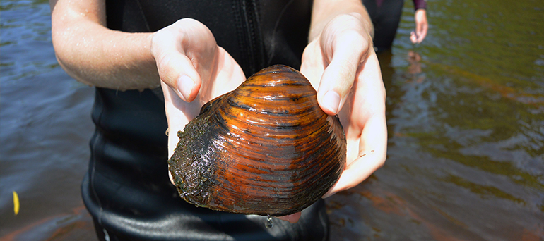 Nine Surprising Words that Describe Freshwater Mussels