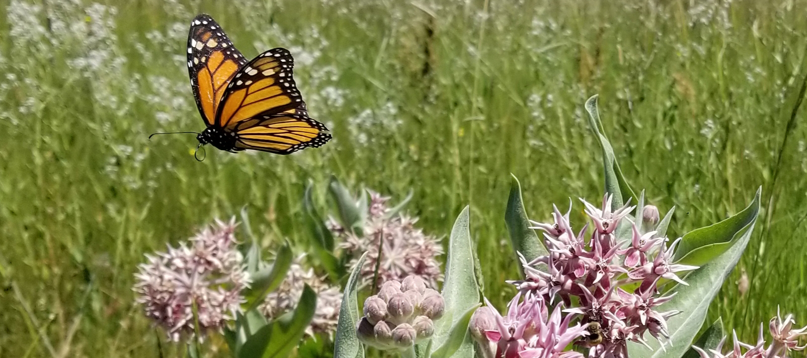 monarch butterflies on milkweed