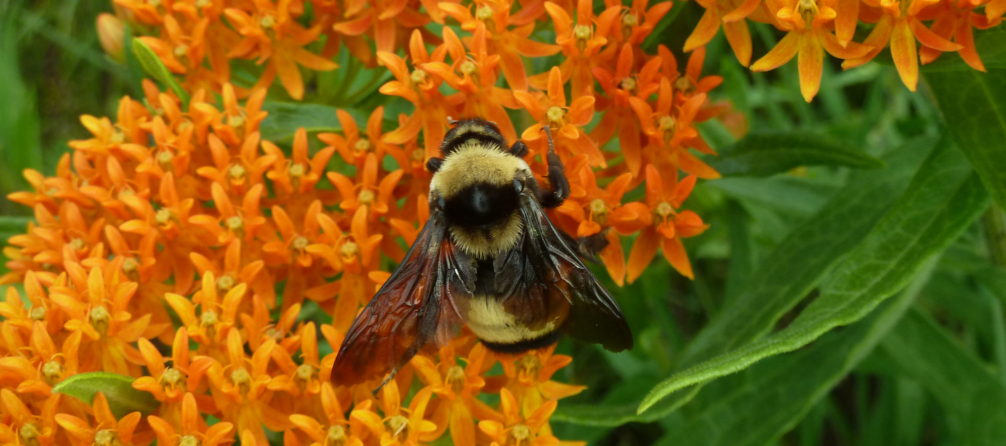 Bumble Bees: Nesting and Overwintering