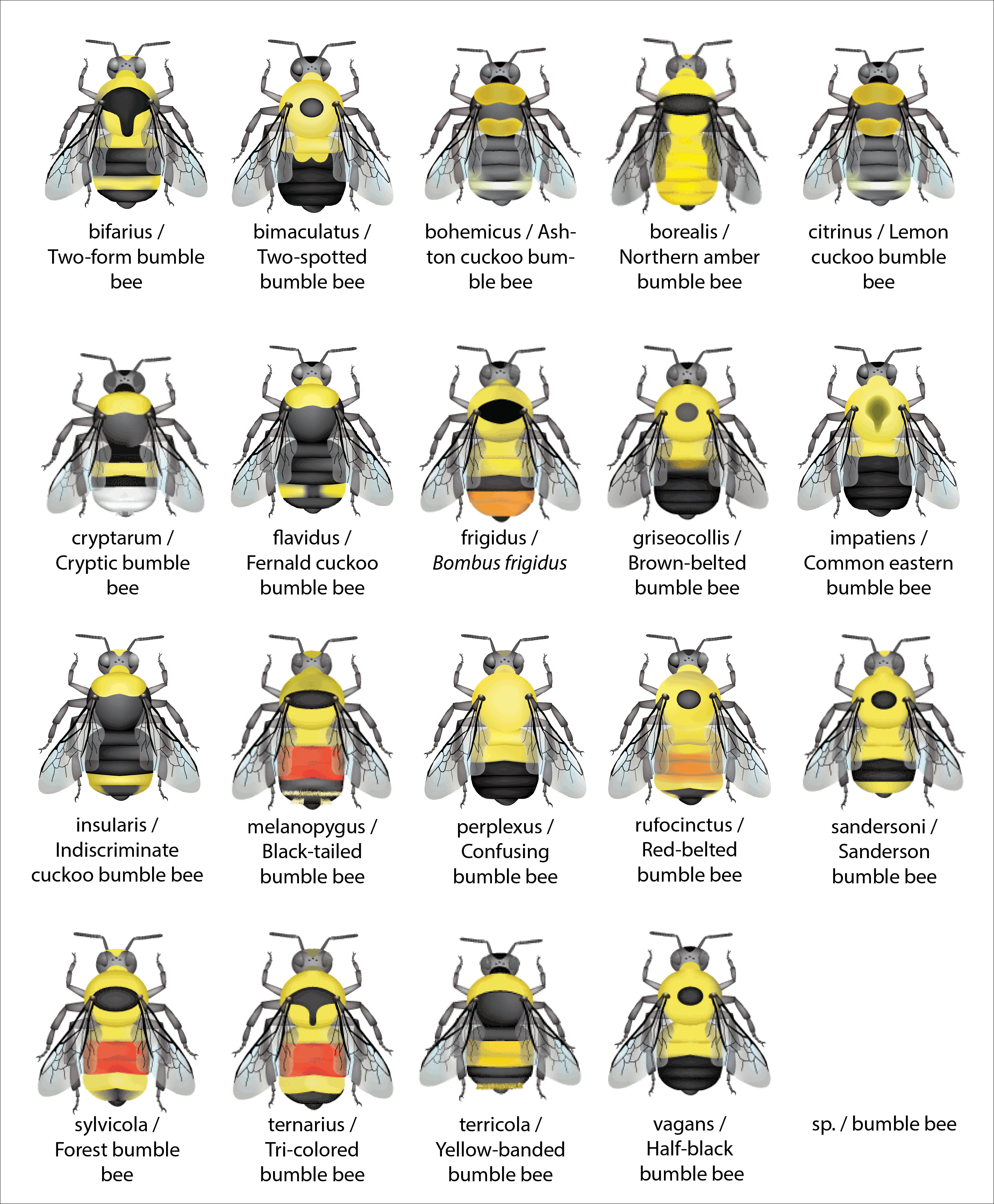 "orange, yellow, black, color pattern, Bumble Bee Watch, observations, community science"