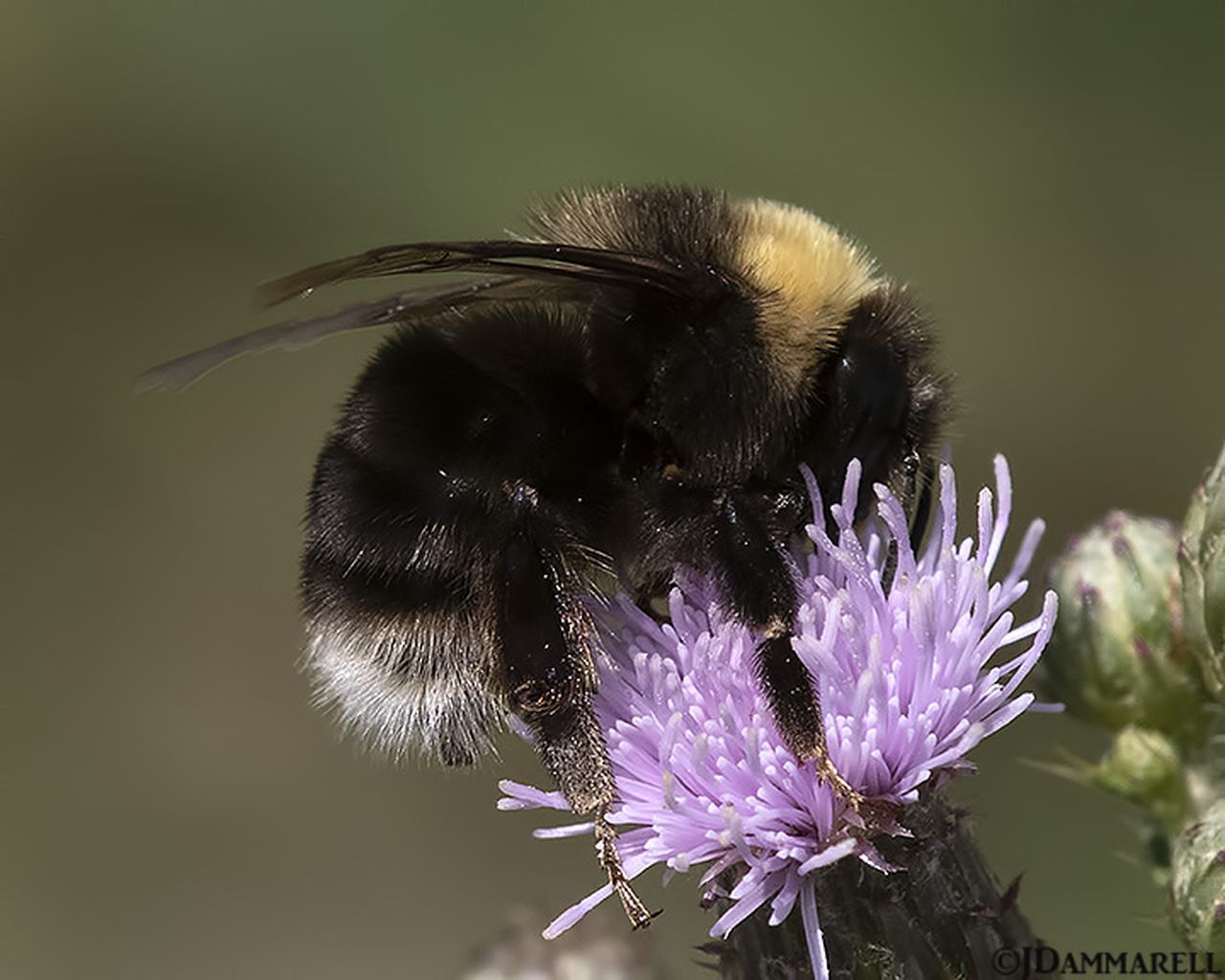 "Western bumble bee nectaring on a pink thistle"